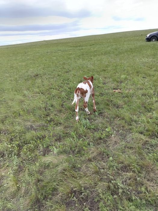 Продам корову с теленком