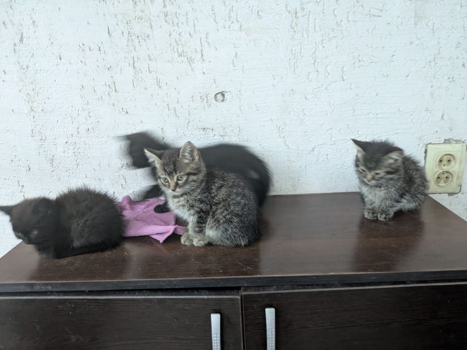 Отдам котят в добрые руки