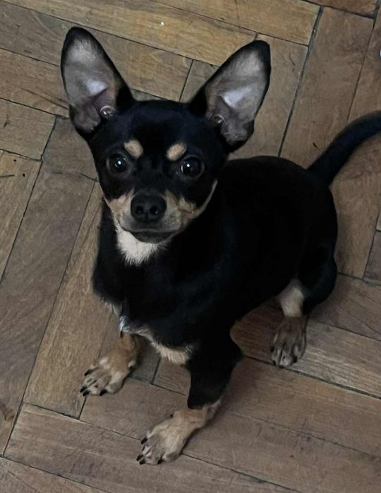 Домашен любимец Пинчер с Чихуа