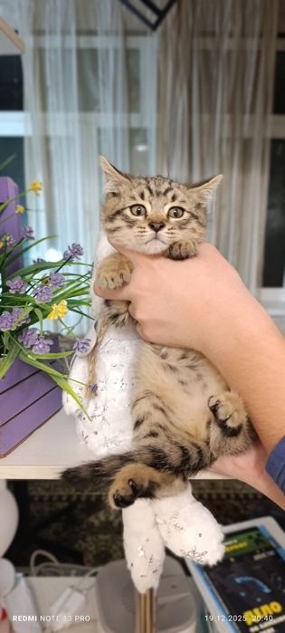 Барсик ищет добрых ручек. 2 месяца. Мальчик. Юнусабад