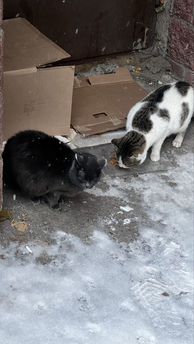 Отдадим в хорошие руки