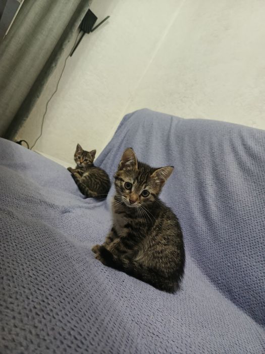 Котята бесплатно