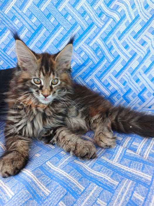 Котята породы Мейн Кун
