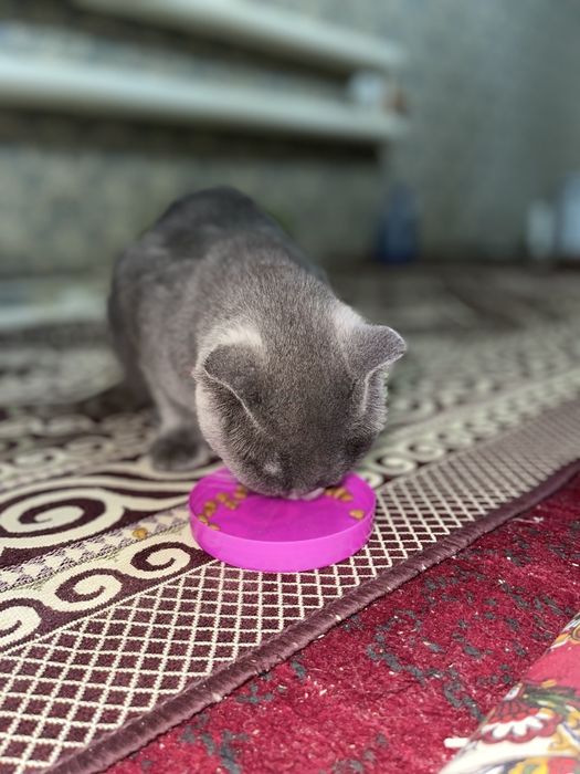 Ismi Tobi 3 yosh zotdor 1 marta tug'gan faqat