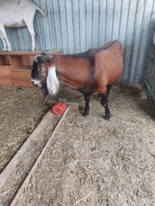 Tap anglo cu acte de origine