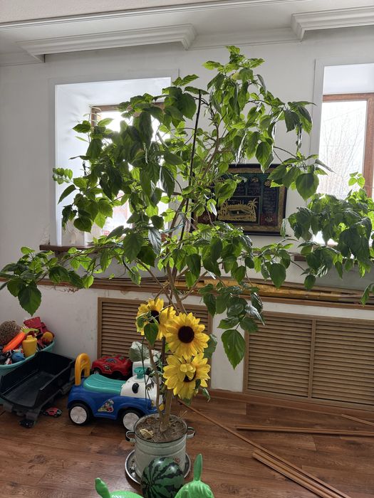 Продам цветок большой