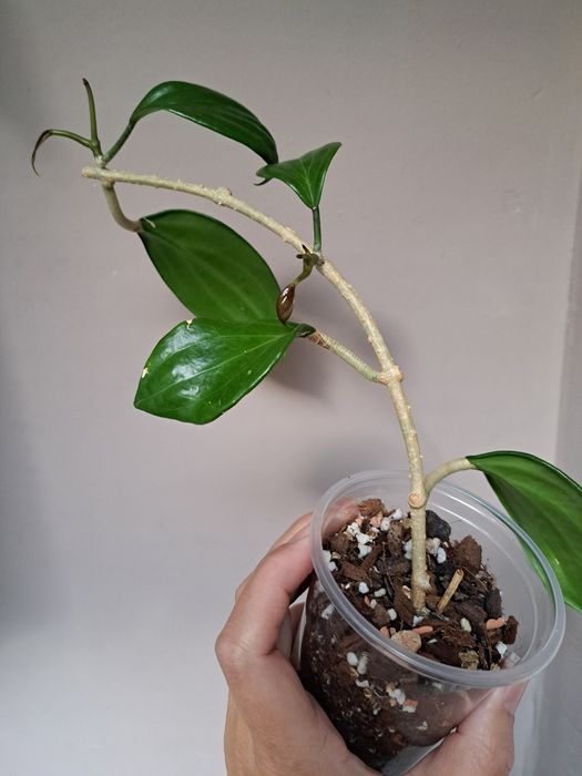 Хоя-восъчно цвете,различни видове