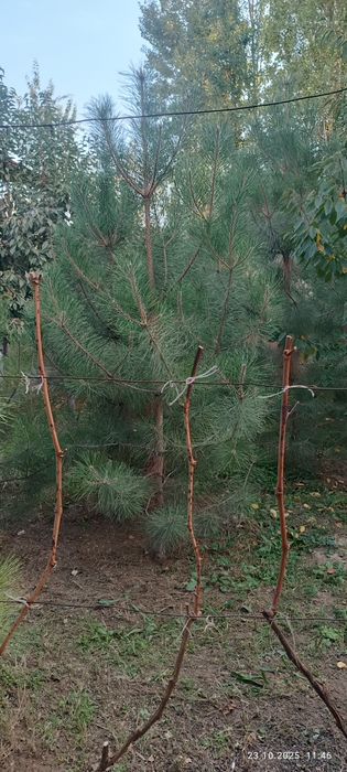 Крис сасналар бор