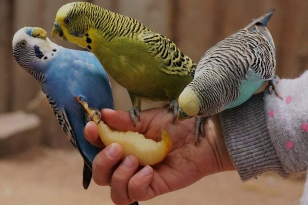 Золотой Сибрайт японский