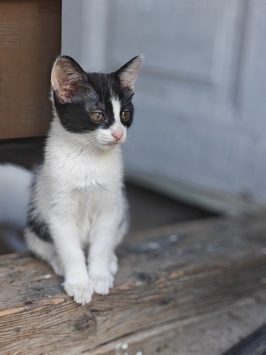 Adopție pui de pisica - doar in interior