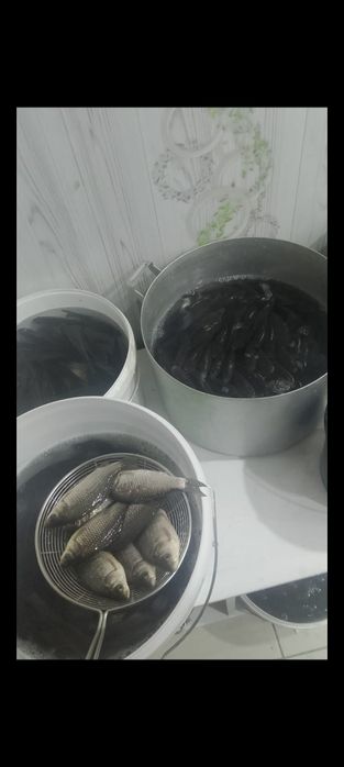 Мальки живец,караси в продаже