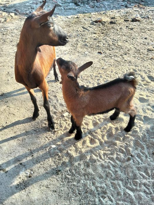 Ieduț alpin francez