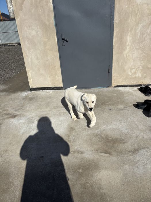 Ұрғашы күшік парода алабаи