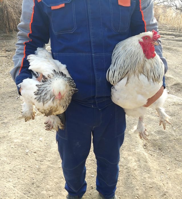 Брама тухумлари 10.000 минг сум