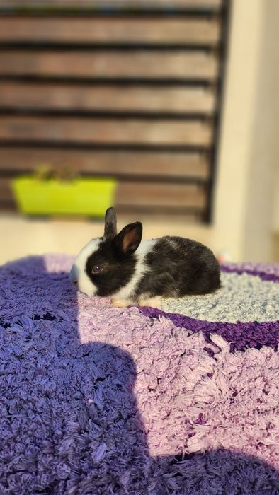 Iepurași de vânzare