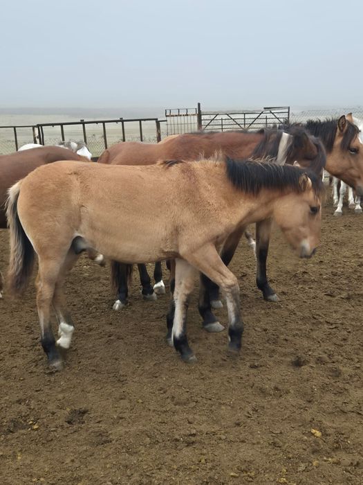 Мугалжар жабагылар