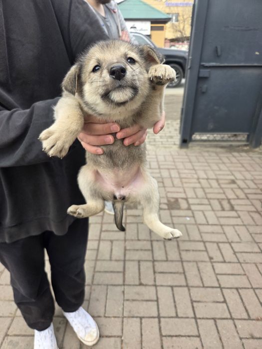 Отдам щенят в добрые руки