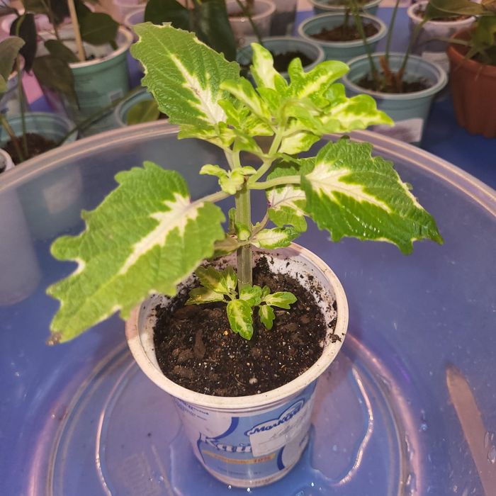 Комнатные растения