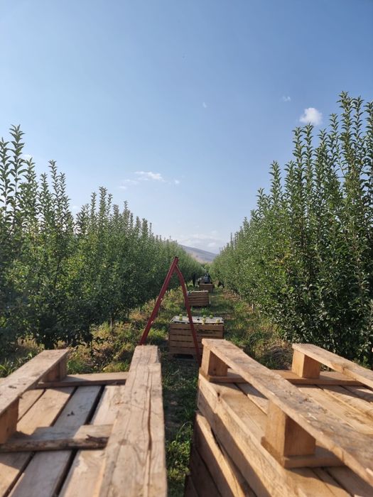 Продам яблоко падалицы