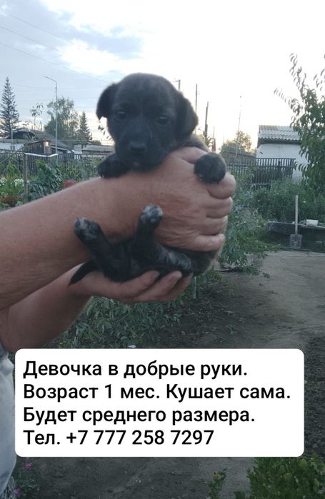 Отдам щенка в добрые руки