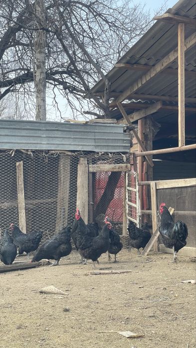 Джерси гигант жумырткасы