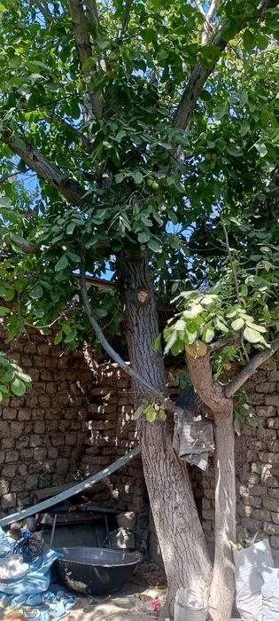 2 Yong'oq daraxti sotiladi