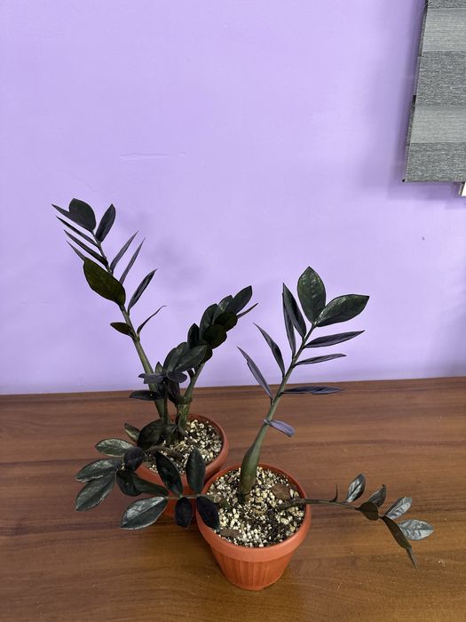 Замиакулькас black и сансевиерия