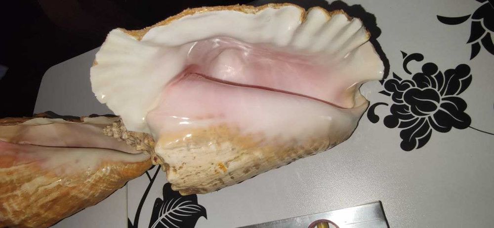 Ракушки Большие очень красивые отличное украшение аквариума или декора