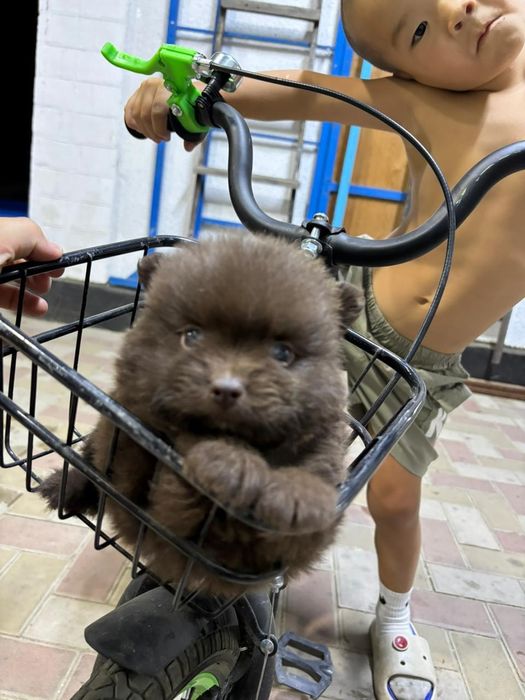 Продам щенков в хорошие руки