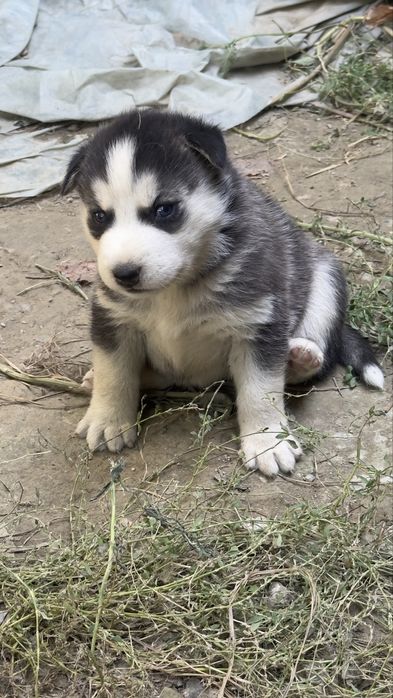 It zoti xaski 6 ta bor 3 o’g’il 3 ta qiz kimga qiziq bolsa
