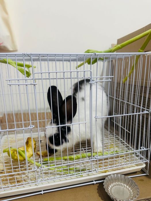 Продам кролика зайчика