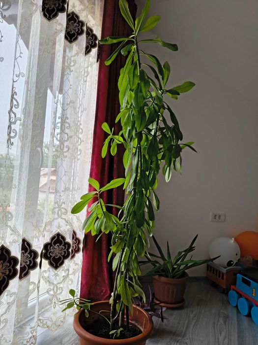 Van yucca și arbore de cauciuc ,diferite mărimi