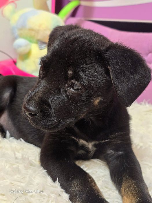 Девочка ищет дом