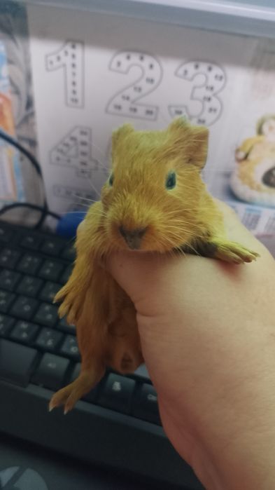 Продам свинку-девочку