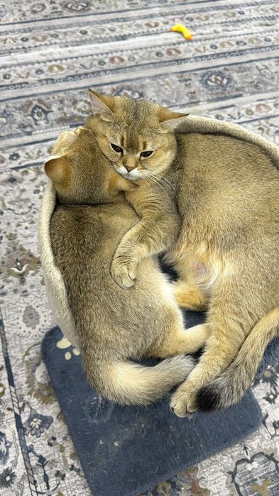 Котята Золотые Шиншиллы