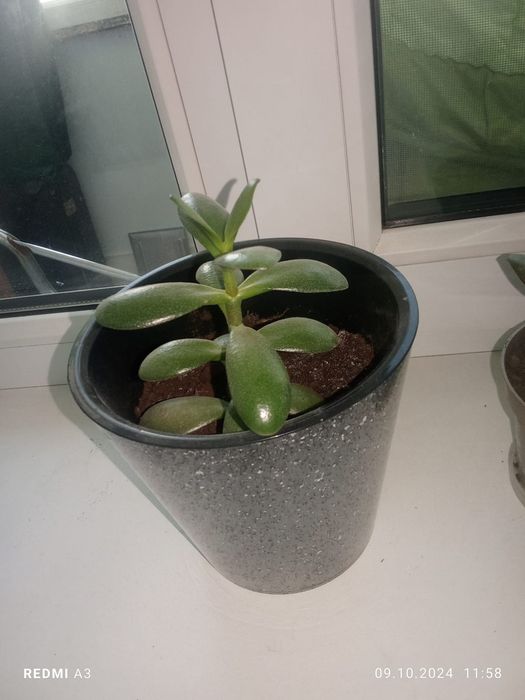 Комнатные растения