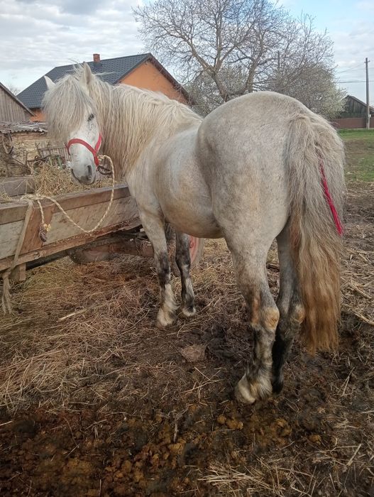 Vând hamasar blând