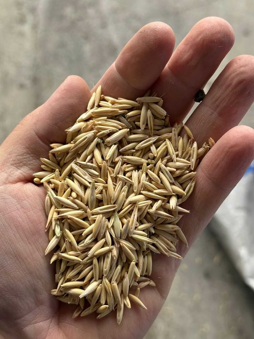 Ovaz selectat productie 2025