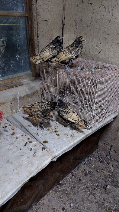 Продаётся куры сибрай