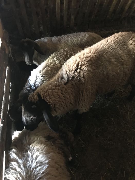 Vand un berbecut suffolk