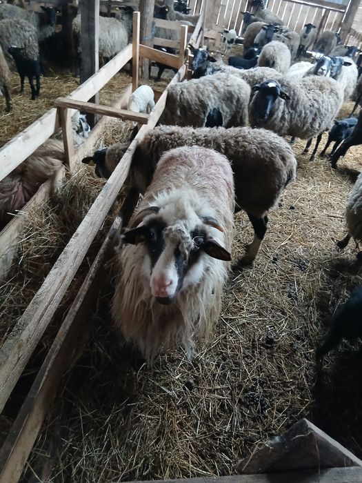 De vanzare 10 mioare