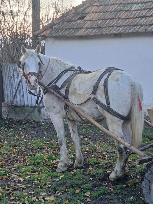 Se vinde iapa de 7-8ani