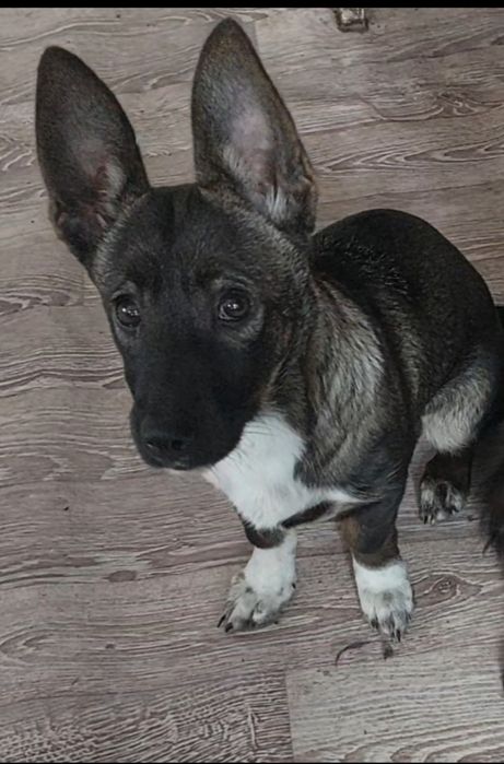 Ушастая белорусская в добрые руки