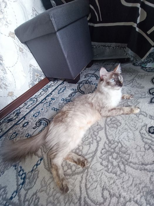 Erkatoy mushuk sotiladi