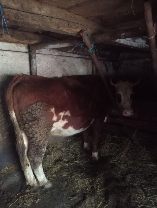 Vând junică gestantă an 9 luni  este montată cu vițel de carne