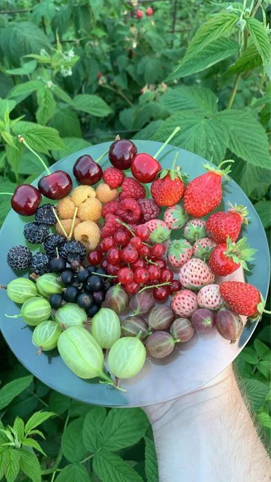 Zmeură roșie, remontată