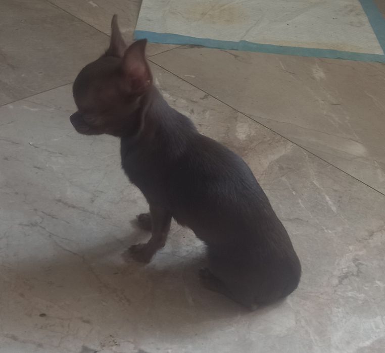 Мини девочка чихуахуа