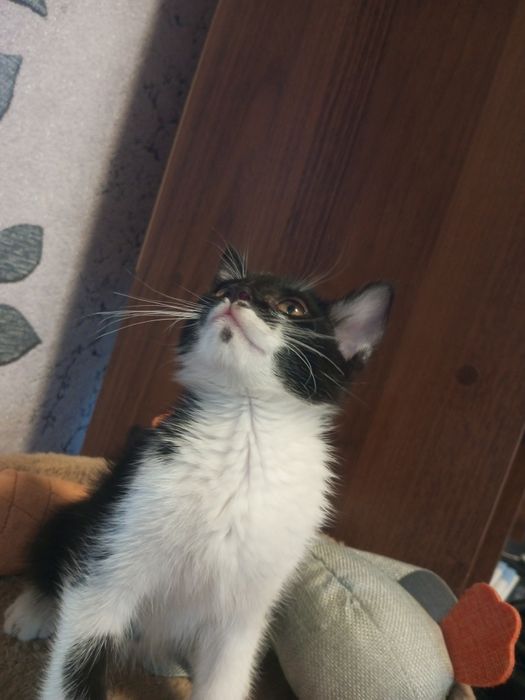 Отдам котенка возраст 2 месяца