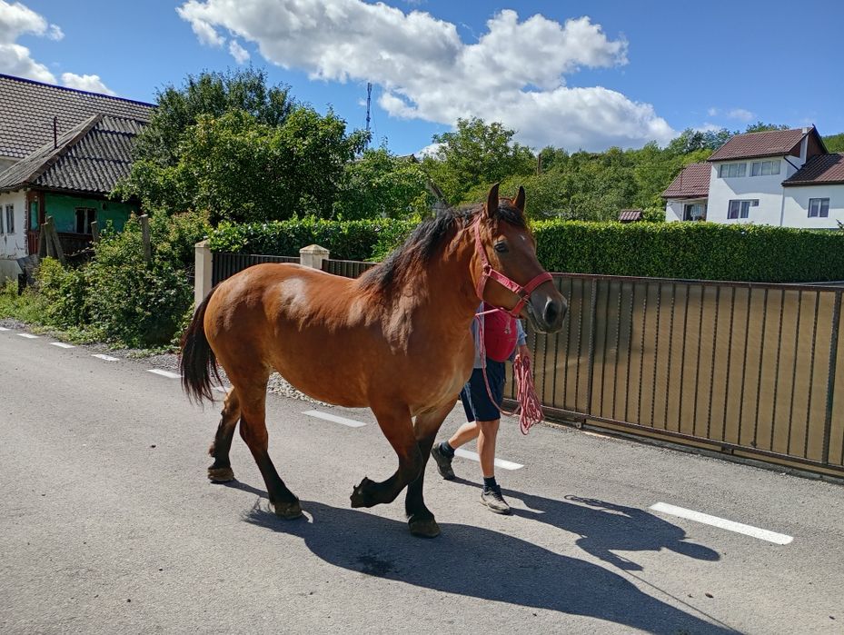 Iapa de cinci ani, de vanzare, foarte blanda