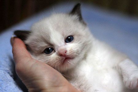 Arzon narhda siamskiy muwukchalar